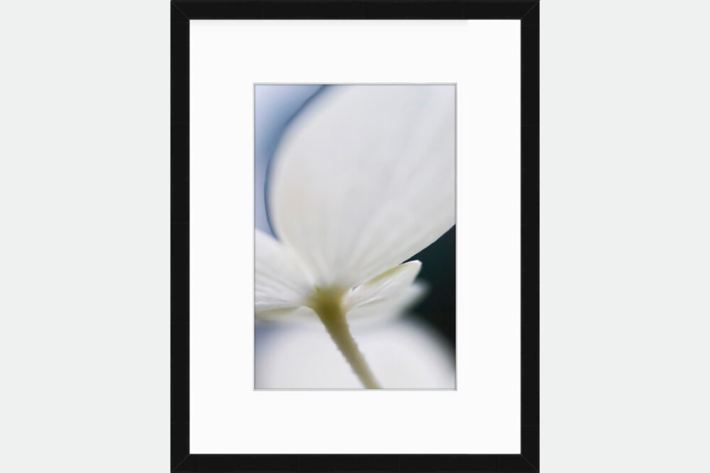 macro flower photography