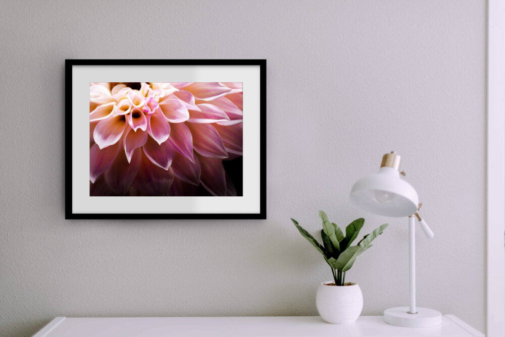 dahlia flower photography