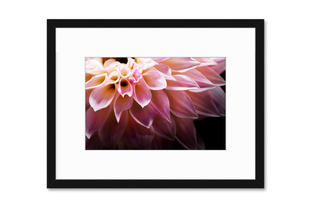 dahlia flower photography
