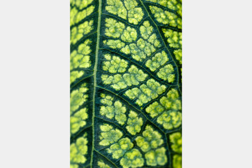 Heliopsis Leaf